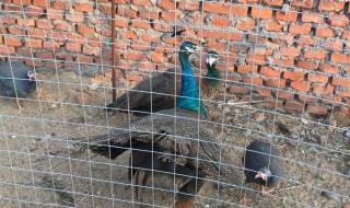 四年级上册语文作文写多少字 四年级上册作文大全