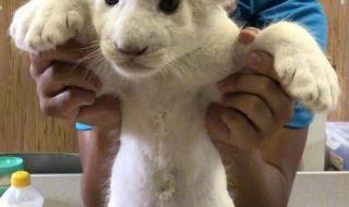 网上动物园 网上动物园