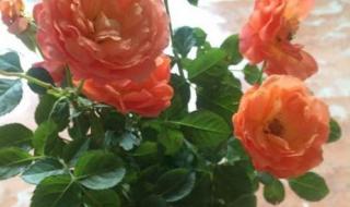 冰雪皇后跟冰雪童话是什么关系 冰雪皇后可以加盟吗