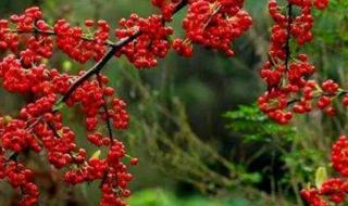 又见山里红 又见山里红