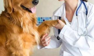 洛克王国宠物训练师等级怎么获取 战斗宠物训练师在哪