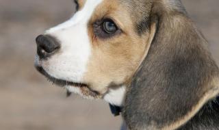 完美宠物秘密地下室