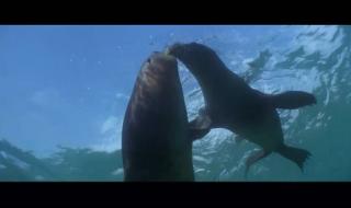 关于孙悟空和一个小男孩的动画片 关于孙悟空的动画片