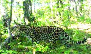 华北豹和东北豹区别 东北豹被东北虎咬死