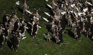 暗黑破坏神3野蛮人70套装怎么刷 暗黑破坏神3野蛮人