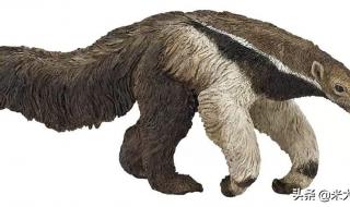 大熊猫生活在什么地方 大熊猫生活在什么地方