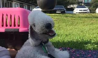 羊了个羊什么梗 羊了个羊什么梗